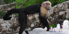Nicaragua capuchin monkey